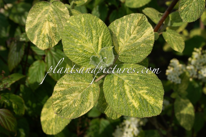 Viburnum lantana ‘Variegatum’