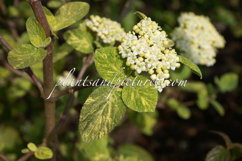 Viburnum lantana ‘Variegatum’