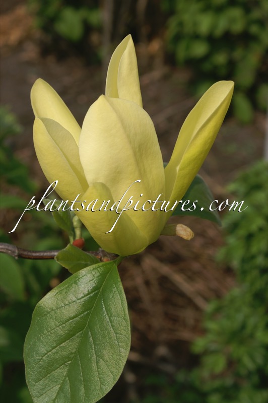 Magnolia ‘Solar Flair’