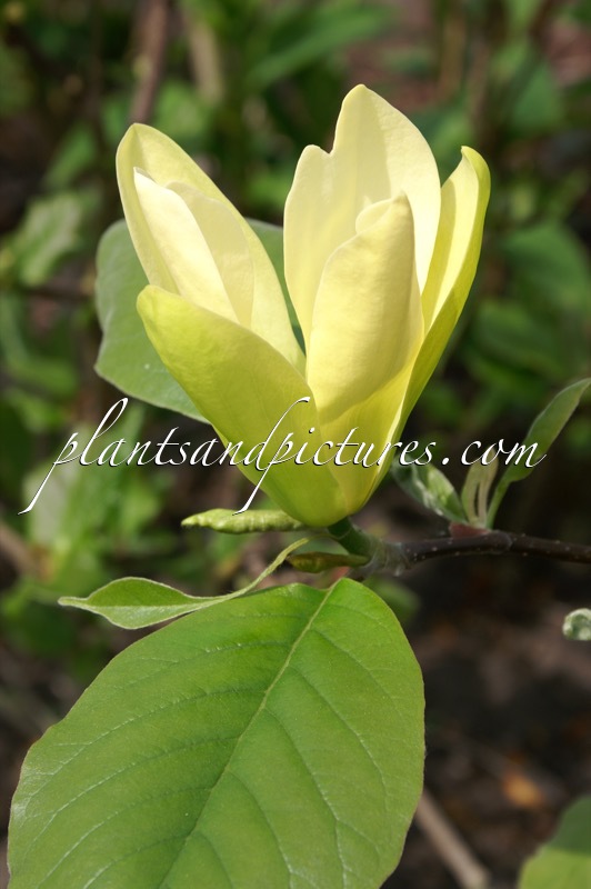 Magnolia ‘Solar Flair’