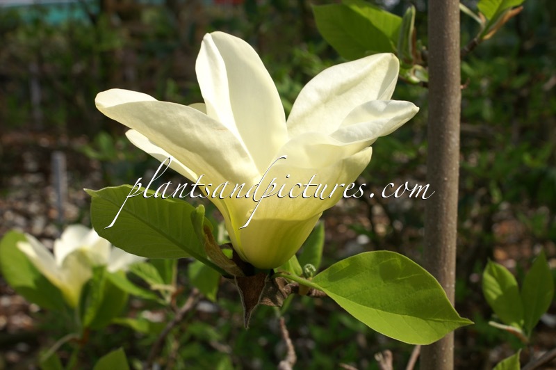 Magnolia ‘Elizabeth’