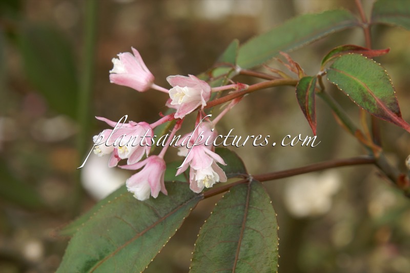 Staphylea holocarpa ‘Rosea’