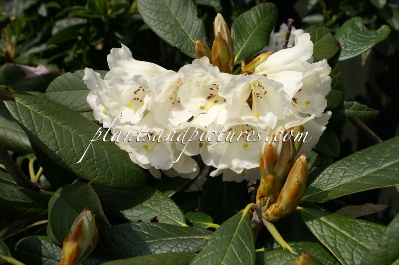 Rhododendron wiltonii