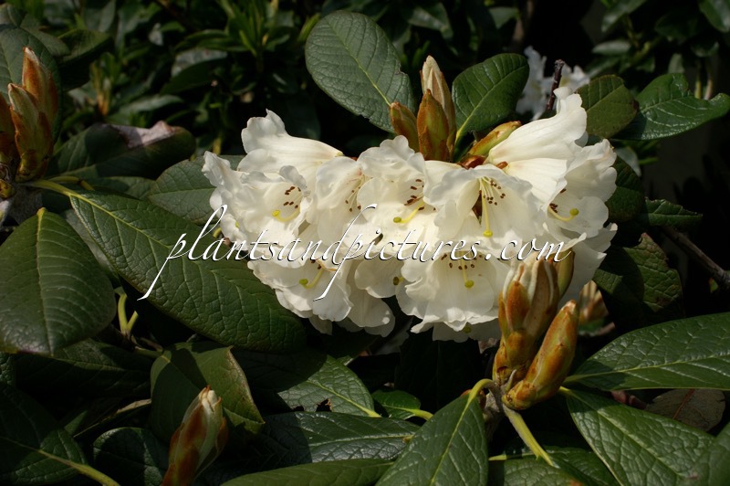 Rhododendron wiltonii