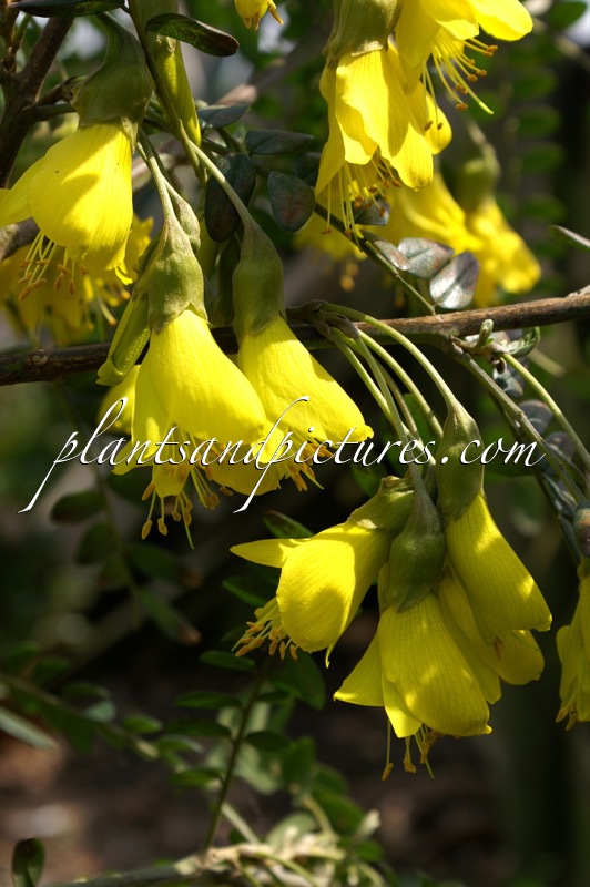 Sophora microphylla ‘Hilsop’ (SUN KING)