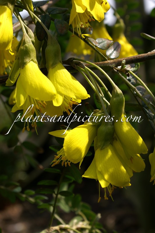 Sophora microphylla ‘Hilsop’ (SUN KING)