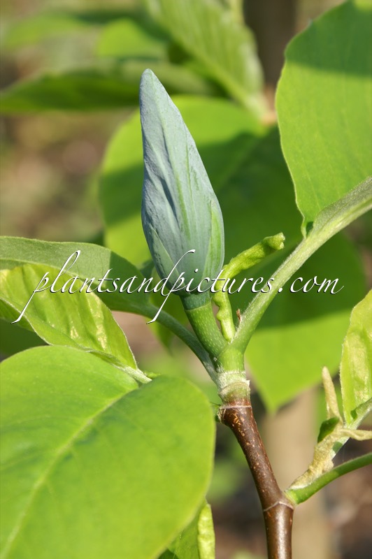Magnolia ‘Blue Opal’