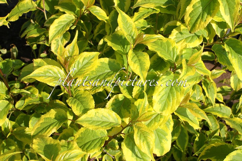 Stachyurus chinensis ‘Joy Forever’