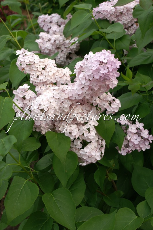 Syringa hyacinthiflora ‘Maiden’s Blush’