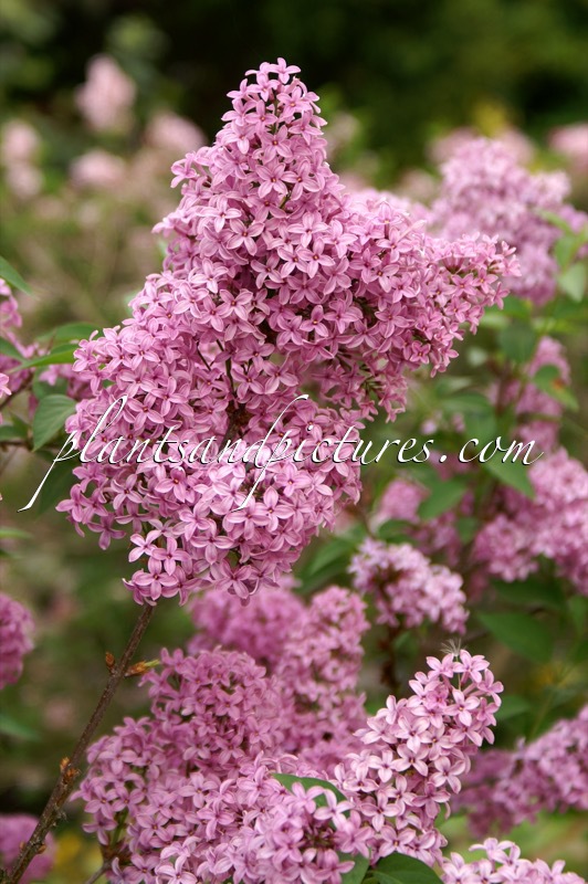 Syringa chinensis ‘Saugeana’