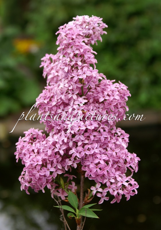 Syringa chinensis ‘Saugeana’