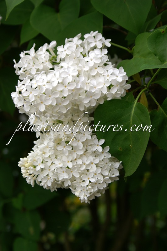 Syringa vulgaris ‘Vestale’