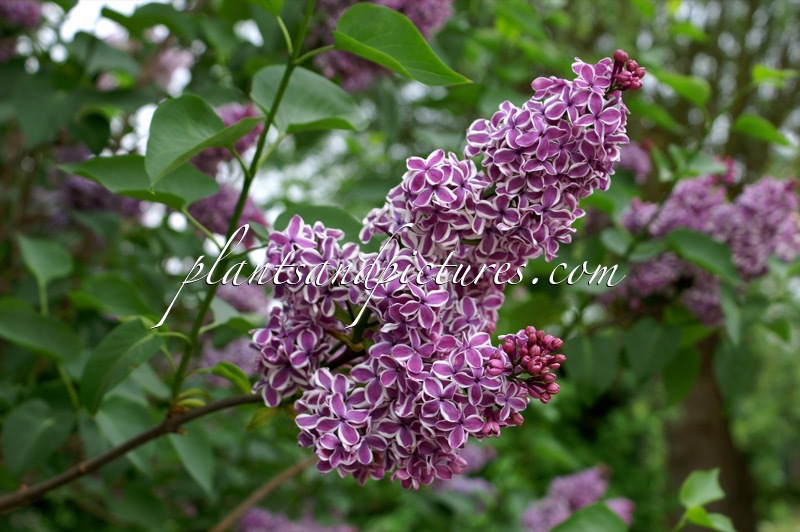 Syringa vulgaris ‘Sensation’