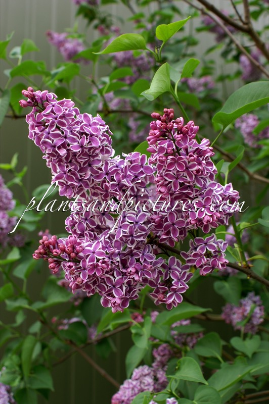 Syringa vulgaris ‘Sensation’