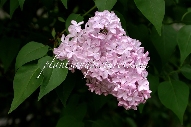Syringa hyacinthiflora ‘Esther Staley’