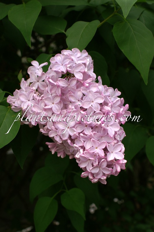 Syringa hyacinthiflora ‘Esther Staley’