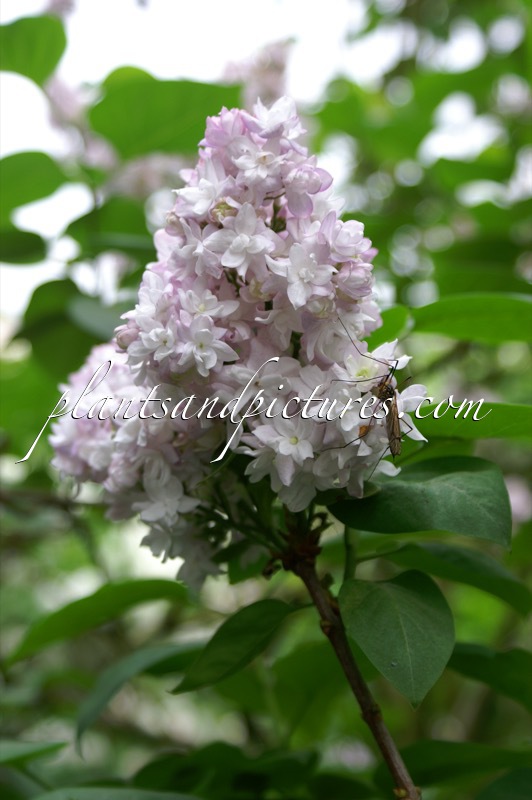 Syringa vulgaris ‘Katherine Havemeyer’