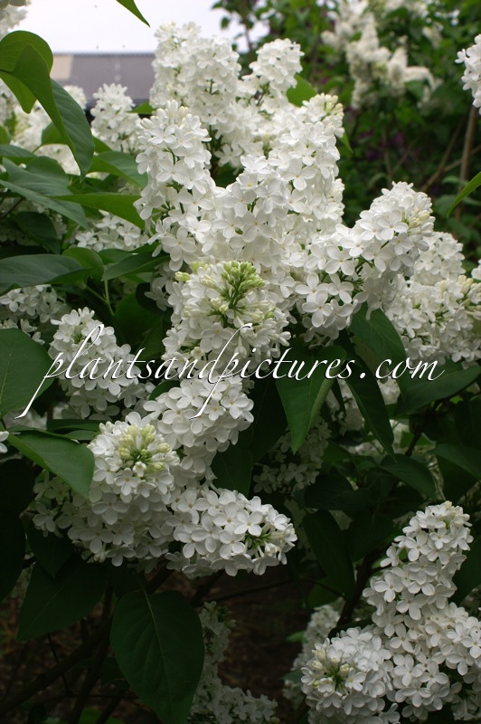 Syringa vulgaris ‘Mont Blanc’
