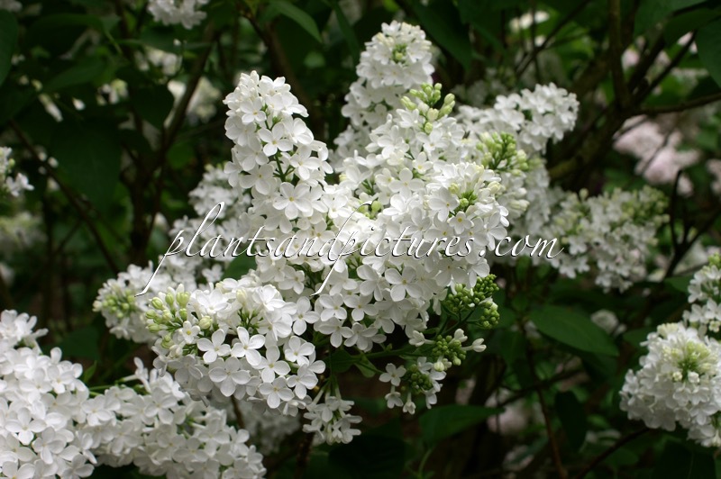 Syringa vulgaris ‘Mont Blanc’