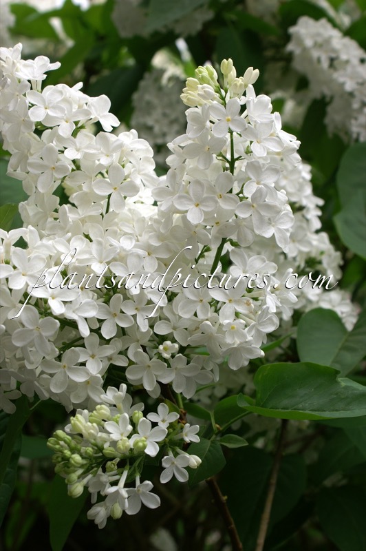 Syringa vulgaris ‘Mont Blanc’
