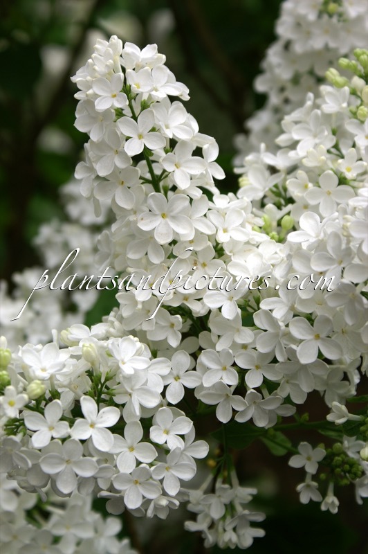Syringa vulgaris ‘Mont Blanc’