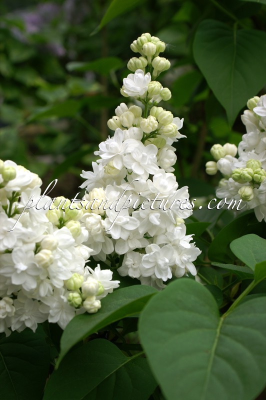 Syringa vulgaris ‘Monique Lemoine’