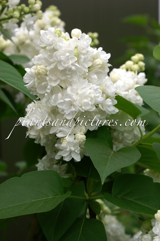 Syringa vulgaris ‘Monique Lemoine’