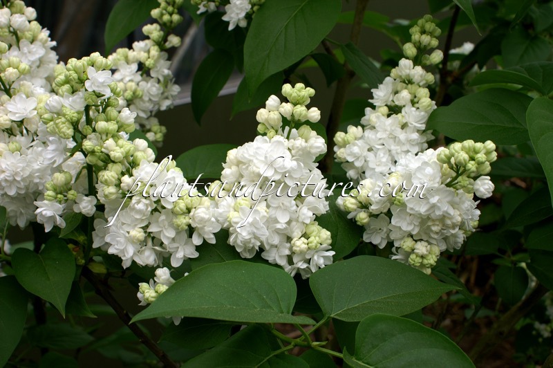Syringa vulgaris ‘Monique Lemoine’
