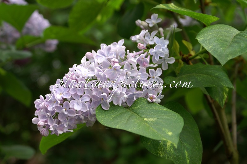 Syringa vulgaris ‘Aucubaefolia’