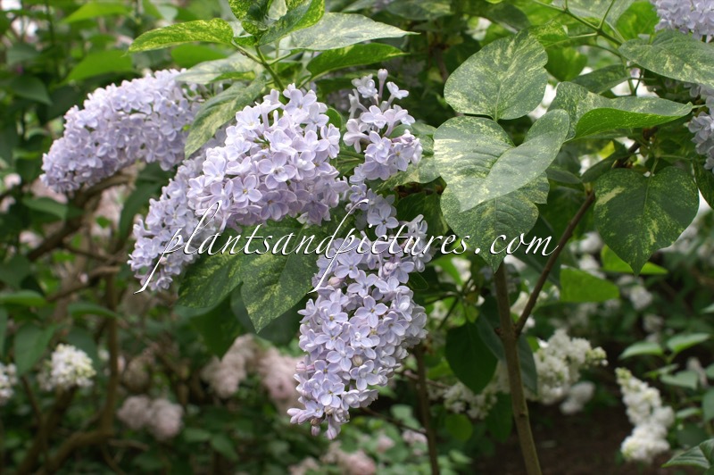 Syringa vulgaris ‘Aucubaefolia’