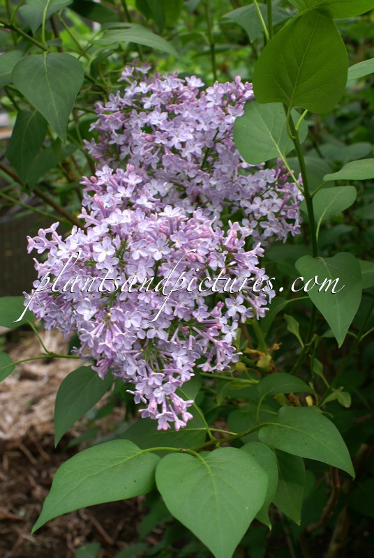 Syringa vulgaris ‘Maréchal Foch’