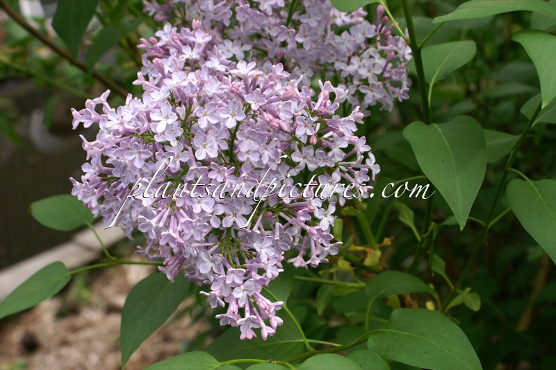 Syringa vulgaris ‘Maréchal Foch’