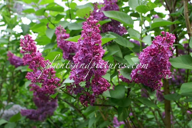 Syringa vulgaris ‘Andenken an Ludwig Späth’