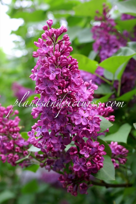 Syringa vulgaris ‘Andenken an Ludwig Späth’
