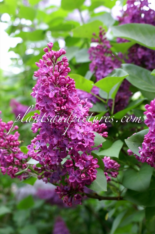 Syringa vulgaris ‘Andenken an Ludwig Späth’