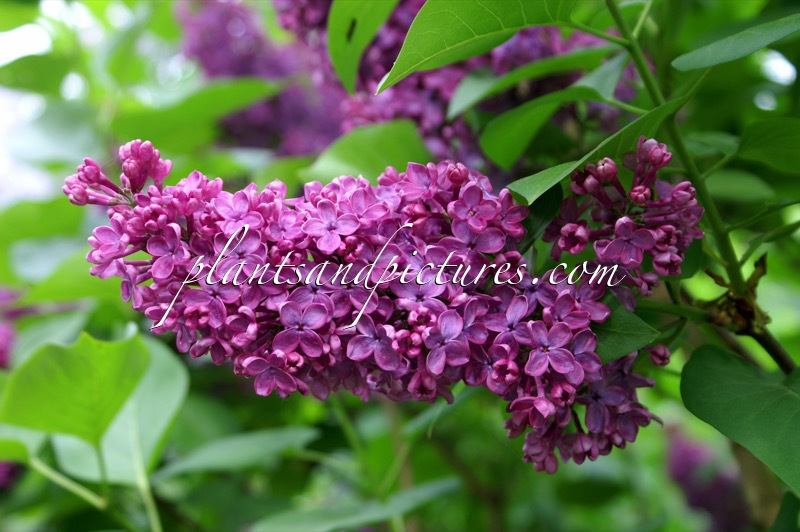 Syringa vulgaris ‘Andenken an Ludwig Späth’