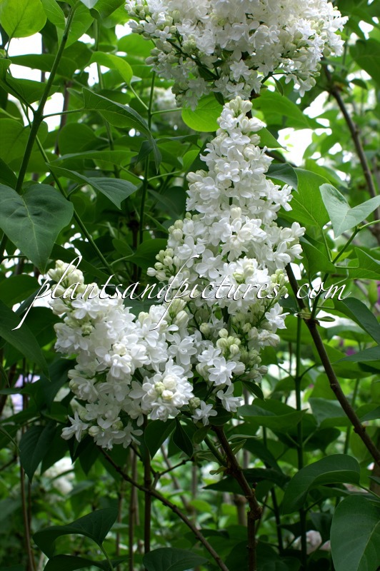 Syringa vulgaris ‘Mme Lemoine’