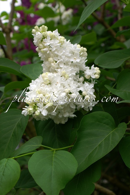 Syringa vulgaris ‘Mme Lemoine’