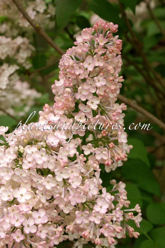 Syringa hyacinthiflora ‘Maiden’s Blush’
