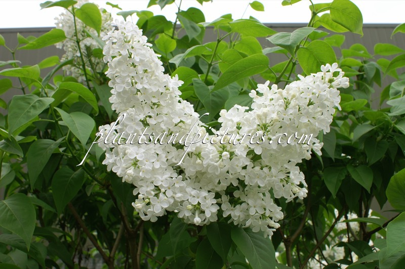 Syringa vulgaris ‘Marie Finon’
