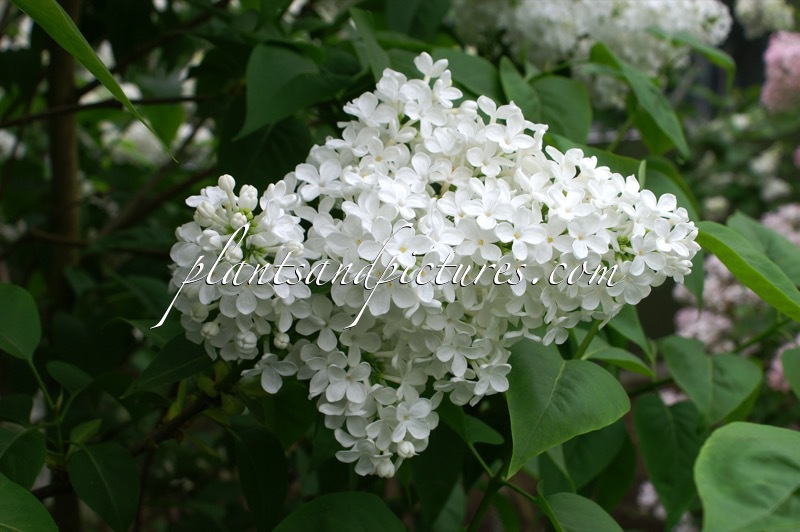 Syringa vulgaris ‘Marie Finon’