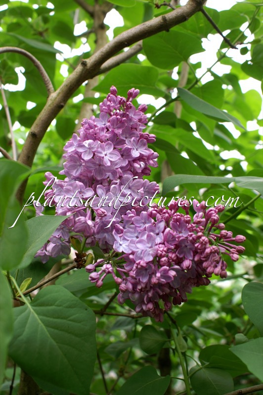 Syringa vulgaris ‘Norrfjärden’