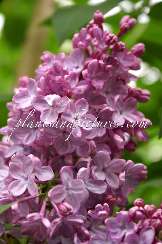 Syringa vulgaris ‘Norrfjärden’