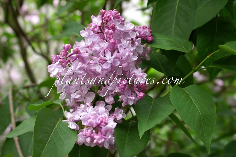 Syringa vulgaris ‘Paul Deschanel’