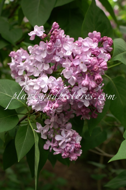 Syringa vulgaris ‘Paul Deschanel’