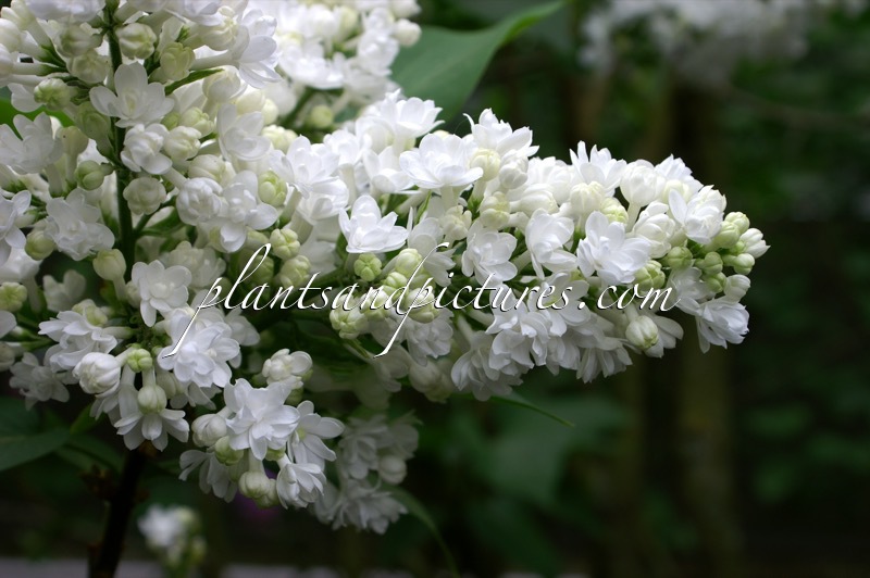 Syringa vulgaris ‘Miss Ellen Willmott’