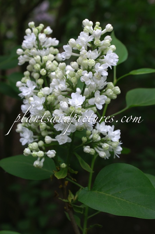 Syringa vulgaris ‘Miss Ellen Willmott’