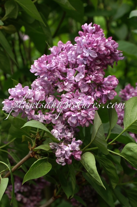 Syringa vulgaris ‘Mrs Edward Harding’