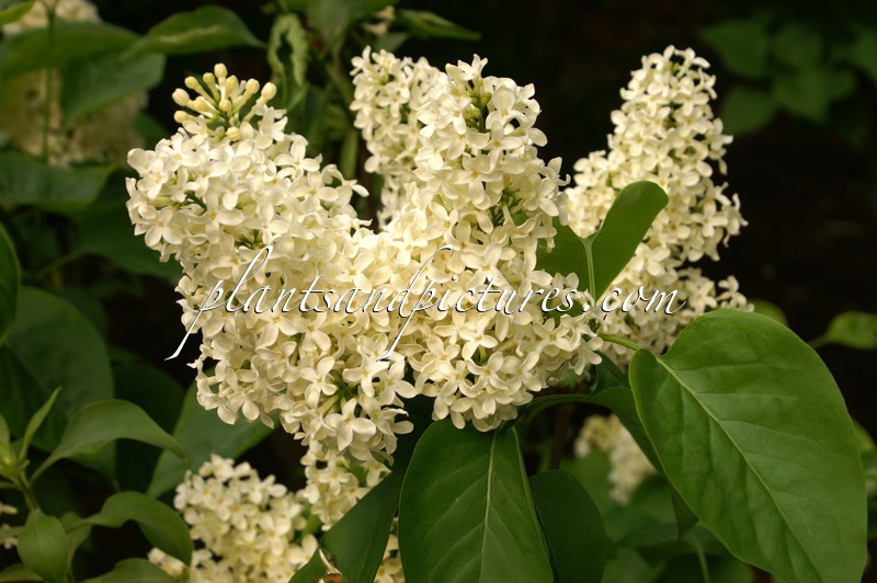 Syringa vulgaris ‘Primrose’ (STERNTALER)