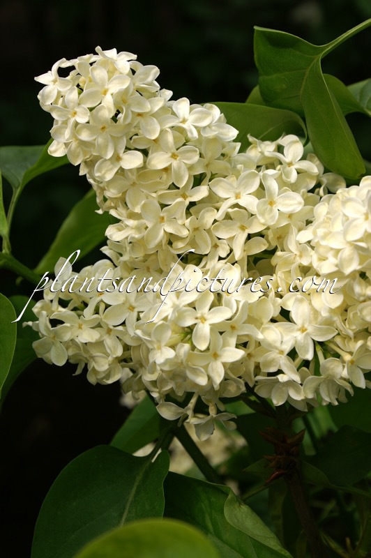 Syringa vulgaris ‘Primrose’ (STERNTALER)